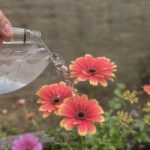 Czy woda gazowana zawiera składniki odżywcze dla roślin