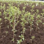 Drzewo herbaciane jak podlewać