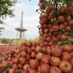 Rynkowa konkurencja a ceny jabłek w Niemczech